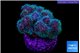 Pocillopora damicornis green & pink tip 2-4 cm WYSIWYG acclimaté