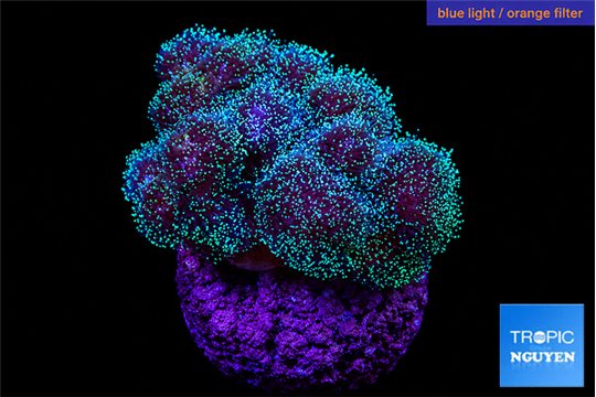 Pocillopora damicornis green & pink tip 2-4 cm WYSIWYG acclimaté