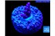 Acropora purple table Fijii 1-2 cm WYSIWYG acclimaté