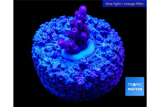 Acropora purple table Fijii 1-2 cm WYSIWYG acclimaté
