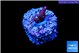 Acropora pink cherry Fijii 1 cm WYSIWYG acclimaté