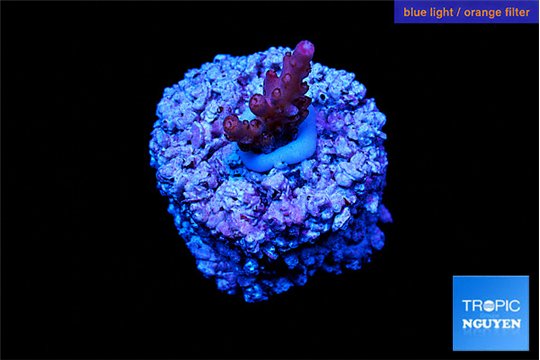 Acropora pink cherry Fijii 1 cm WYSIWYG acclimaté
