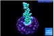 Acropora tenuis 2-3 cm WYSIWYG acclimaté