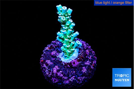 Acropora tenuis 2-3 cm WYSIWYG acclimaté