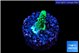 Acropora greenn 1-3 cm WYSIWYG acclimaté