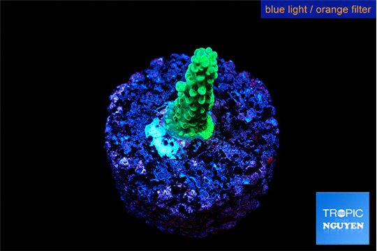 Acropora greenn 1-3 cm WYSIWYG acclimaté