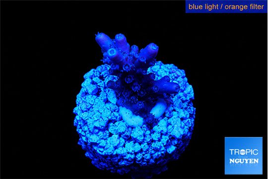 Acropora purple table Fijii 2 cm WYSIWYG acclimaté