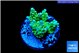 Acropora green purple 1-3 cm WYSIWYG acclimaté