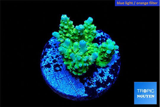 Acropora green purple 1-3 cm WYSIWYG acclimaté