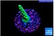 Acropora green 1-3 cm WYSIWYG acclimaté
