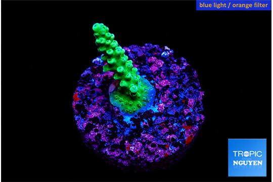 Acropora green 1-3 cm WYSIWYG acclimaté