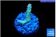 Acropora sunset neon toxic green polyps premium 2-3 cm WYSIWYG acclimaté