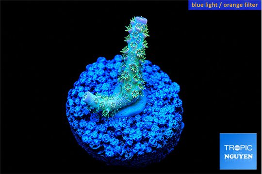 Acropora sunset neon toxic green polyps premium 2-3 cm WYSIWYG acclimaté