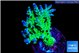 Acropora green purple 3-5 cm WYSIWYG acclimaté
