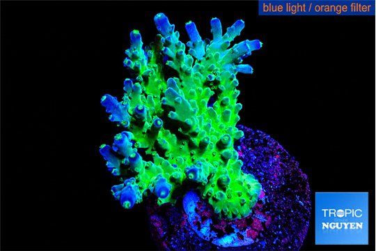 Acropora green purple 3-5 cm WYSIWYG acclimaté