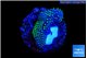 Sarcophython full neon green polyps Australia 2-3 cm WYSIWYG acclimaté