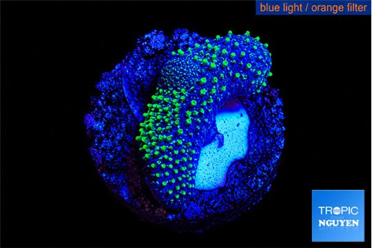 Sarcophython full neon green polyps Australia 2-3 cm WYSIWYG acclimaté
