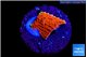 Montipora red 1 cm WYSIWYG acclimaté