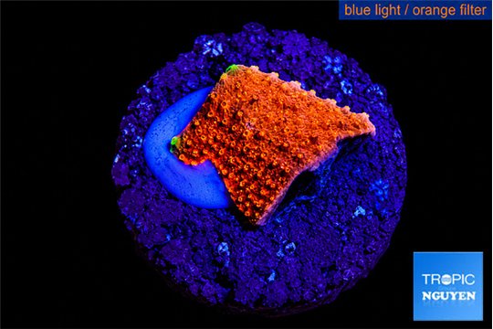 Montipora red 1 cm WYSIWYG acclimaté