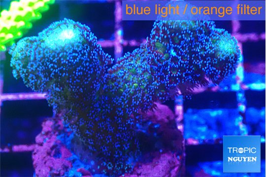 Stylophora milka 3-5 cm WYSIWYG acclimaté