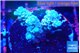 Acropora rainbow 1-3 cm WYSIWYG acclimaté