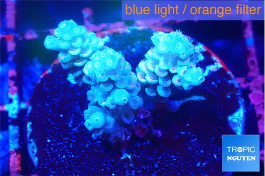 Acropora rainbow 1-3 cm WYSIWYG acclimaté