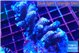 Acropora rainbow 7-10 cm WYSIWYG acclimaté