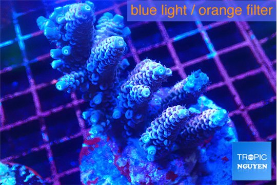 Acropora rainbow 7-10 cm WYSIWYG acclimaté