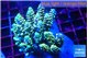 Acropora purple gold 7-10 cm WYSIWYG acclimaté