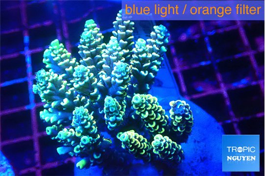Acropora purple gold 7-10 cm WYSIWYG acclimaté
