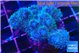 Pocillopora damicornis green & pink tip 2-3 cm WYSIWYG acclimaté