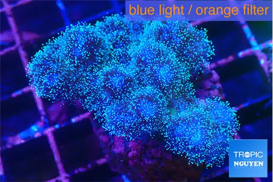 Pocillopora damicornis green & pink tip 2-3 cm WYSIWYG acclimaté