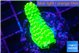 Acropora neon green 1-2 cm WYSIWYG acclimaté