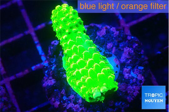Acropora neon green 1-2 cm WYSIWYG acclimaté