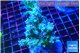 Acropora nana tricolore 7-10 cm WYSIWYG acclimaté