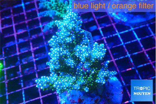 Acropora nana tricolore 7-10 cm WYSIWYG acclimaté