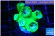 Duncanopsammia green 6 polyps WYSIWYG acclimaté