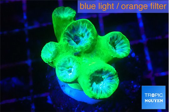 Duncanopsammia green 6 polyps WYSIWYG acclimaté