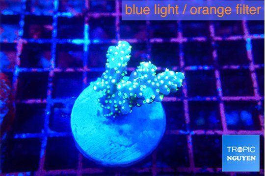 Acropora nana tricolore 2-3 cm WYSIWYG acclimaté