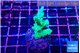 Acropora green blue Fijii 1-3 cm WYSIWYG acclimaté