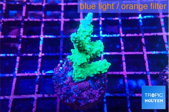 Acropora green blue Fijii 1-3 cm WYSIWYG acclimaté