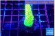 Acropora full neon green 2-3 cm WYSIWYG acclimaté