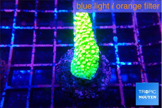 Acropora full neon green 2-3 cm WYSIWYG acclimaté