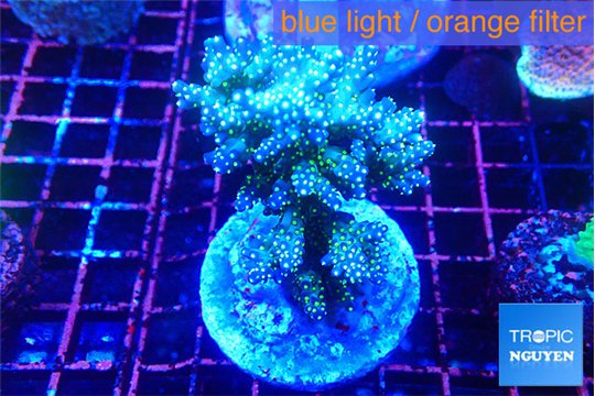 Acropora nana tricolore 7-10 cm WYSIWYG acclimaté