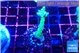 Acropora green purple 2-3 cm WYSIWYG acclimaté