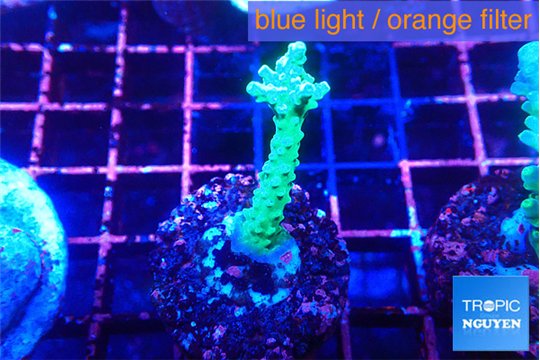 Acropora green purple 2-3 cm WYSIWYG acclimaté