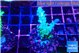 Acropora green purple 2-3 cm WYSIWYG acclimaté