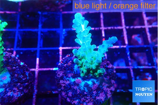 Acropora green purple 2-3 cm WYSIWYG acclimaté
