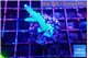 Acropora green purple 2-3 cm WYSIWYG acclimaté