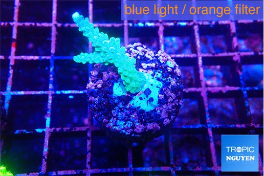 Acropora green purple 2-3 cm WYSIWYG acclimaté